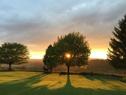 sunset in the crowns of a green tree