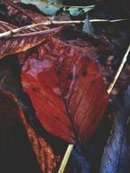 dark autumn leaves in raindrops close up