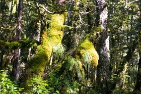 green moss on trees in the forest