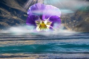 pansy flower over water as a digital art