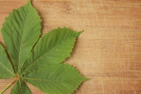 Beautiful green leaf on the wooden surface