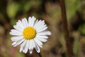 most beautiful Daisy White Plant