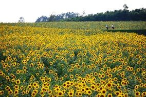 sunflower field in countryside