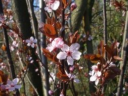 pink flowers on tree branches in spring