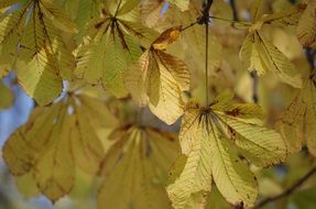 yellow leaves on a tree branch