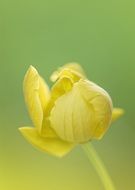 Macro photo of yellow flower in spring