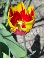 Yellow Red Tulip Blossom macro