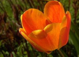 Blooming tulip in spring