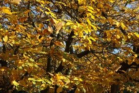 yellow fall foliage of maple