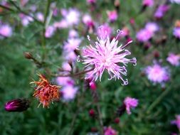 A lot of the colorful and different flowers in autumn