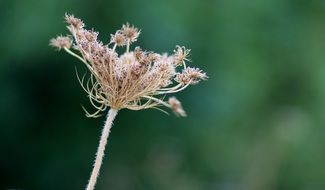 macro photo of dry seed head at green background