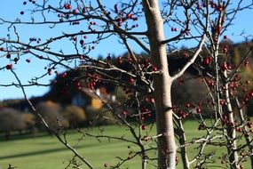 stunningly beautiful Forest Berries