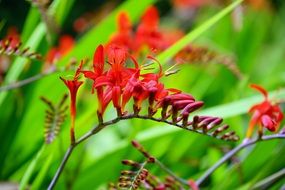 Flower Red Green Nature