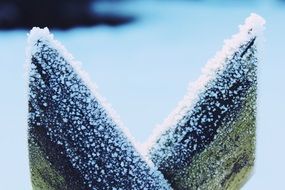 Snow Frost Fence