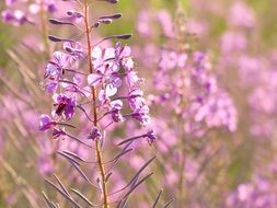 stunningly beautiful Violet flower