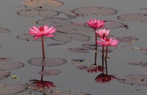 Water Lily blooming