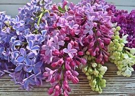 pink, purple and white lilac