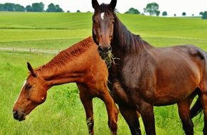 two beautiful colorful thoroughbred horses on a bright green meadow