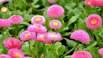 pink Daisies in bloom at Spring