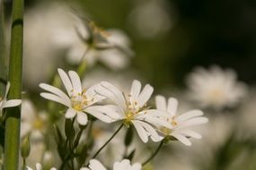 incomparable White Flower