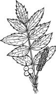black and white graphic image of a field plant with a large branch