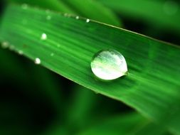 Water Drop on Green plant macro photo