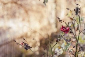 Garden bush Roses