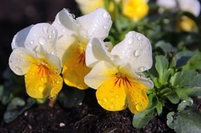 white and yellow pansy flowers