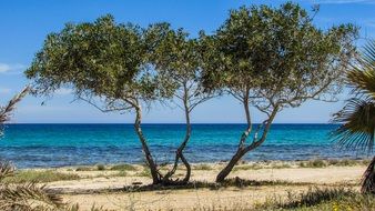 lonely tree on the beach in Cyprus