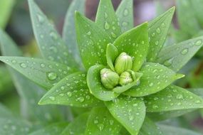 raindrops on lilies with closed buds