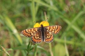 Marsh Fritillary Butterfly