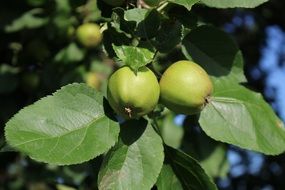 unripe apples on branches in the bright sun close up