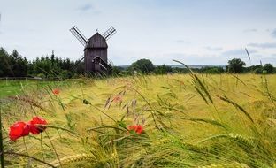 windmill on the wheat field