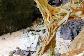 roots in mangroves