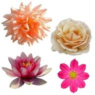 garden flowers on a white background