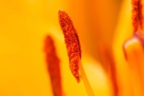 Flower pollen on stamens, macro