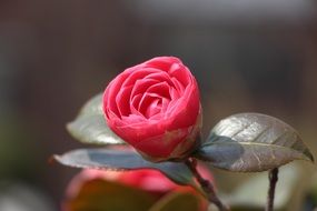 Camellia Flower April Spring