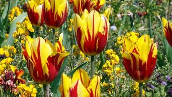 colorful yellow-red tulips close-up