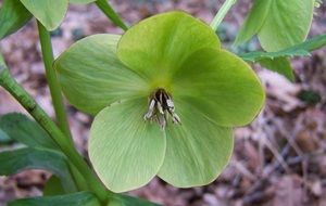 Hellebore Winter Aconite