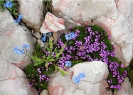 colorful mountain flowers among stones closeup