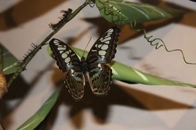 black and white butterfly on a green plant close-up