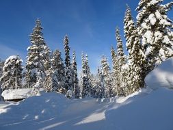 landscape of snowy Forest in the winter in Finland