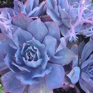 Picture of the blue succulents