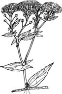 black and white graphic representation of a field plant with three inflorescences