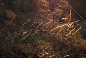 Hay Forest Light Nature Finnish