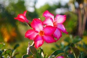 Flowers Pink Bouquet