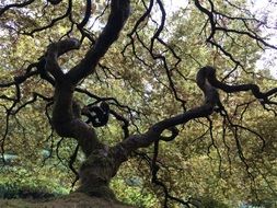 waved tree trunk nature