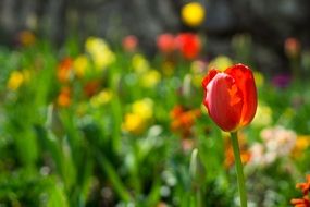 awesome Flowers Spring