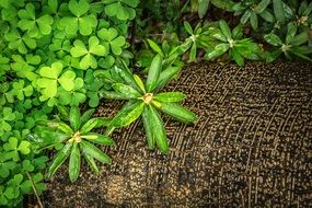 green clover leaves in spring