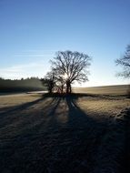distant view of sunlight through a tree